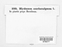 Auriscalpium vulgare image